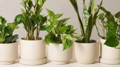 Plant Power! Indoor Air Purification with Plants