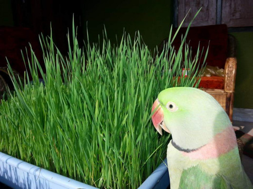 A Tray Of Wheatgrass