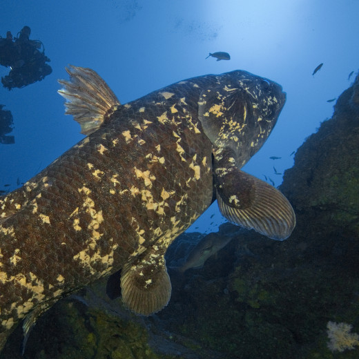 Coelacamath Fish