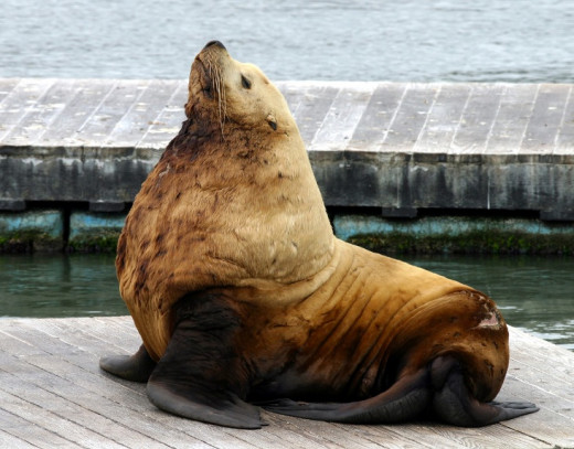 Steller Sea LionScientific Name Eumetopias jubatus