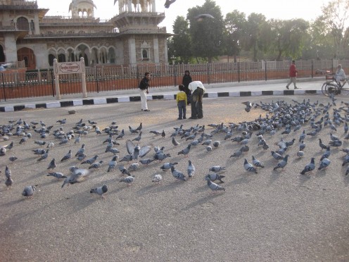 Feeding Pegeons at Ramniwas Bagh