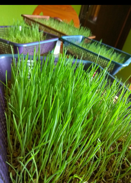 Fresh leaves Of Wheatgrass