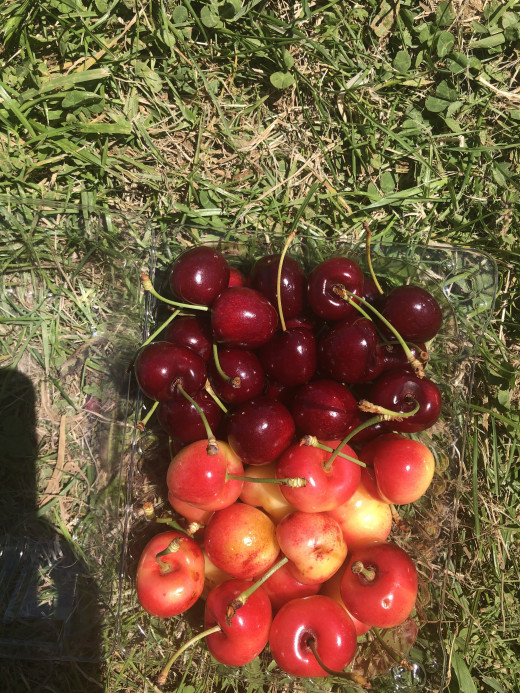 Huge juicy cherries from Springlands