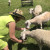 Feeding lambs on a friend's property...heaven!