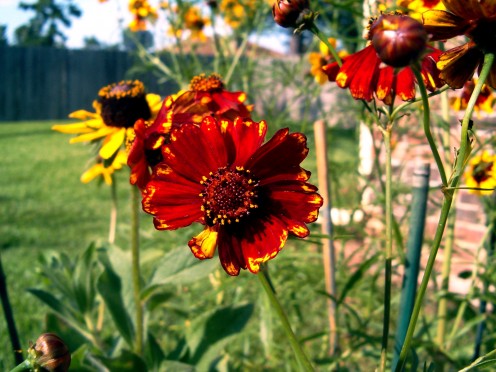 Planted Rudbeckia yellow cone flowers in a pot with other wild flowers, and it was really fun.