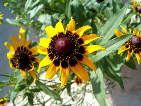 Black eyed susan flower, frown from seed.