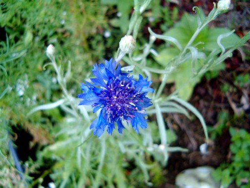 Bachelor's Button, Blue Cornflower.  I think they are such a pretty color!
