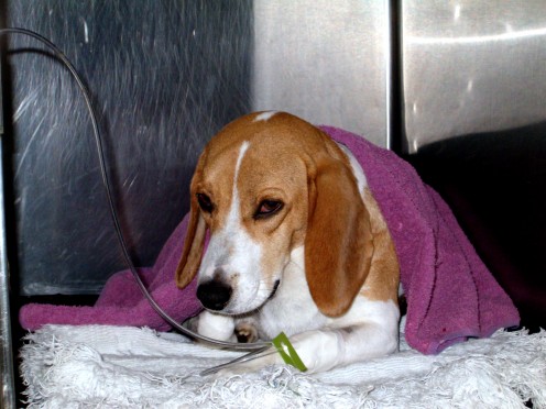 Molly in the animal hospital. They told us she would die, and it was almost a 100% chance. 