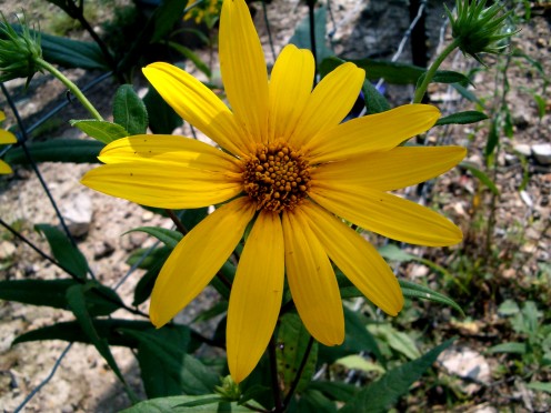 Oxeye, Sunflower Heliopsis, False sunflower