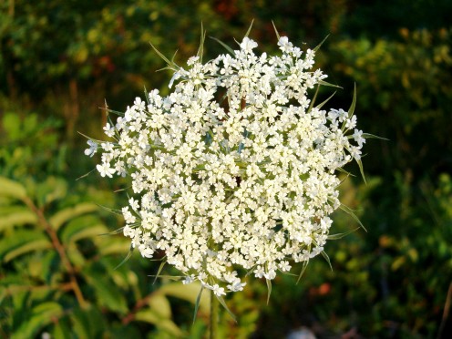 Queen Anne's Lace,  or Wild Carrot