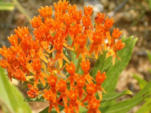 Butterfly Weed, Milkweed Family.  It is also known as blood flower.