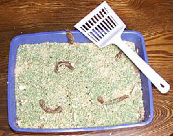 Gross to look at but great to eat!