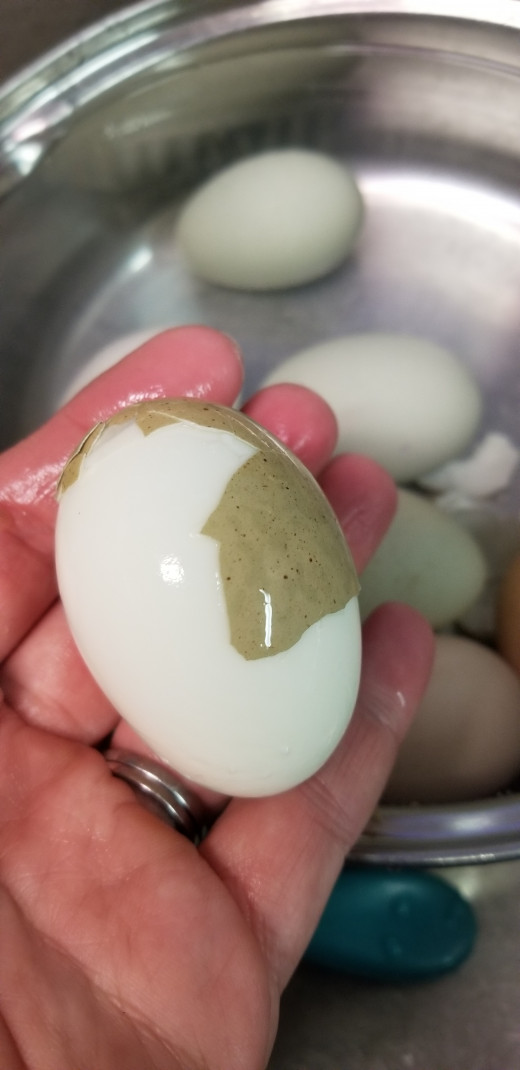 This egg was laid the day before! Look how it peeled! 
