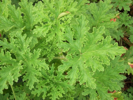 Citronella geranium (has mosquito repellant properties and has worked for me in problem areas of my garden).