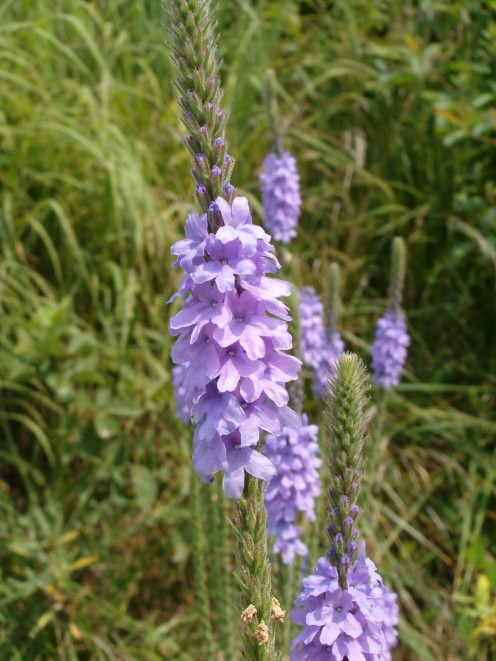 Purple flowers on narrow, long stems.
