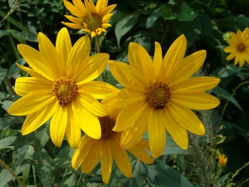 Sawtooth Sunflower, daisy family