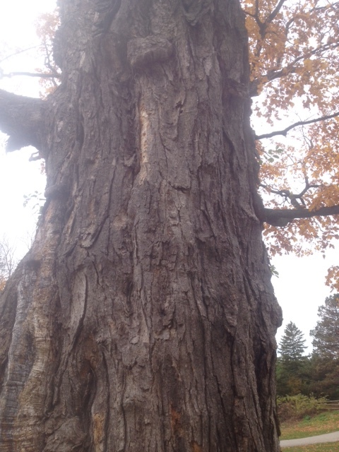 500  yr old tree