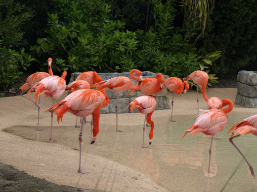South Florida flamingos are a national treasure at Hialeah. 