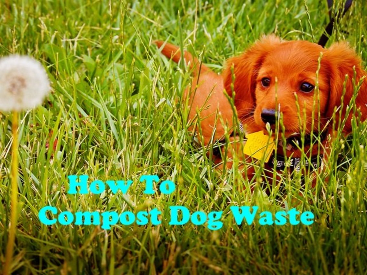 Best Ways To Recycle And Compost Dog Waste For Free Pethelpful