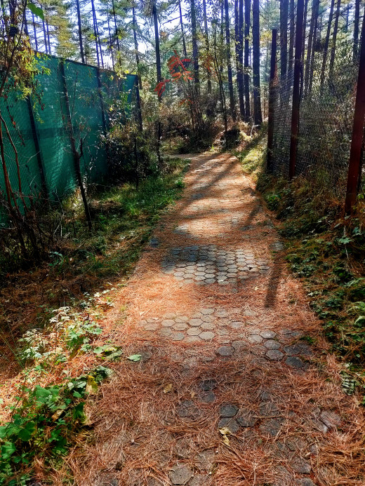 A nature walk trail, Motithang