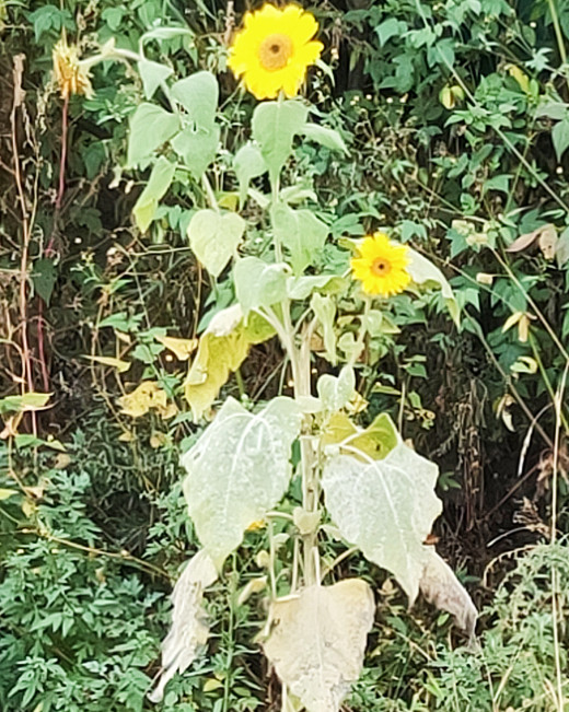 Two sunflowers blooming on the roadside 