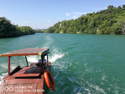Loboc mangroves.