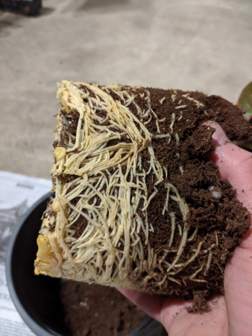 These are the roots. The plant was rootbound. 