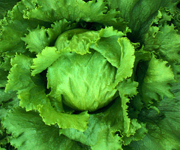 "Rabbit food" -- so not what vegetarianism is about!