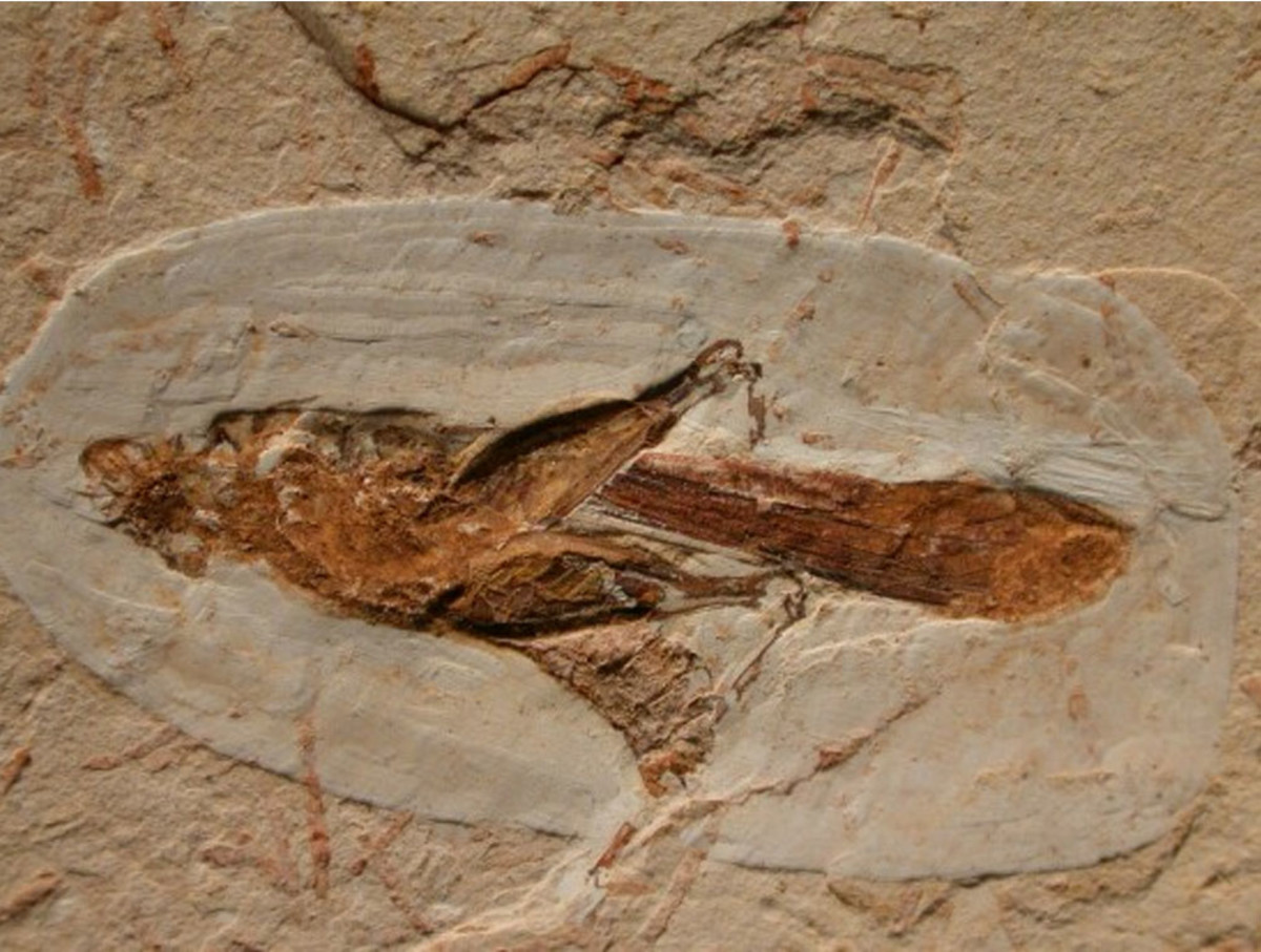 http://www.fossilmuseum.net/Fossil_Sites/Santana-Formation/grasshopper/Elcanidae-b.htm