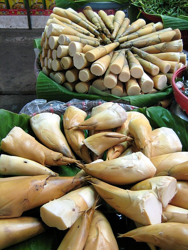 Bamboo shoots to eat.