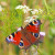 Peacock Butterfly: Image by kie-ker from Pixabay