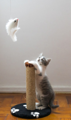 Cat Toy & Product Info & Review