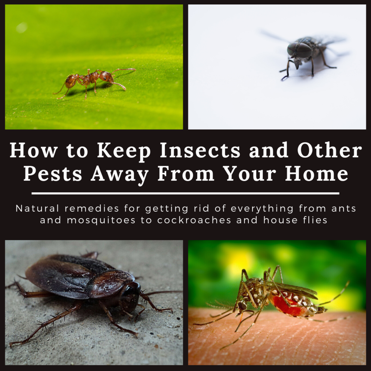 Home Remedies to Keep Cockroaches, Lizards, Ants
