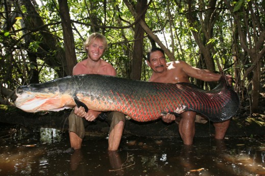 Arapaima is the the world's largest freshwater fish and like Coelacanth they are dubbed as a "living fossil."