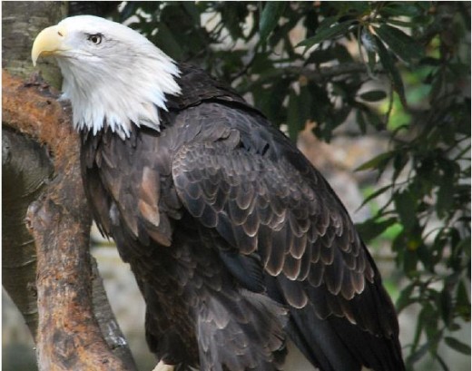 The ultimate predator the American Bald Eagle.