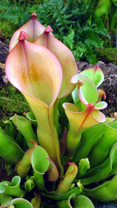 This pitcher plant is obviously in "wait mode".