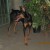 Bonnie, the Doberman