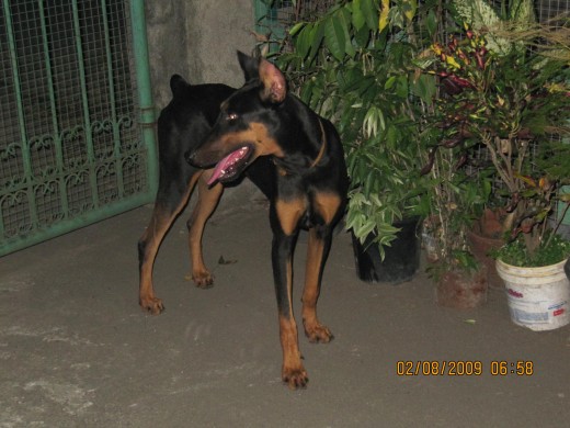Bonnie, the Doberman
