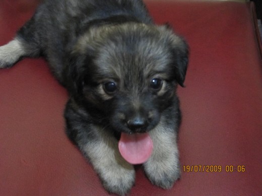 Pretty's fourth puppy