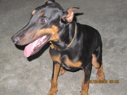 A close-up of Bonnie