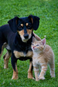 How to Keep Your Dog and Cat Safe From Coronavirus (Covid-19)