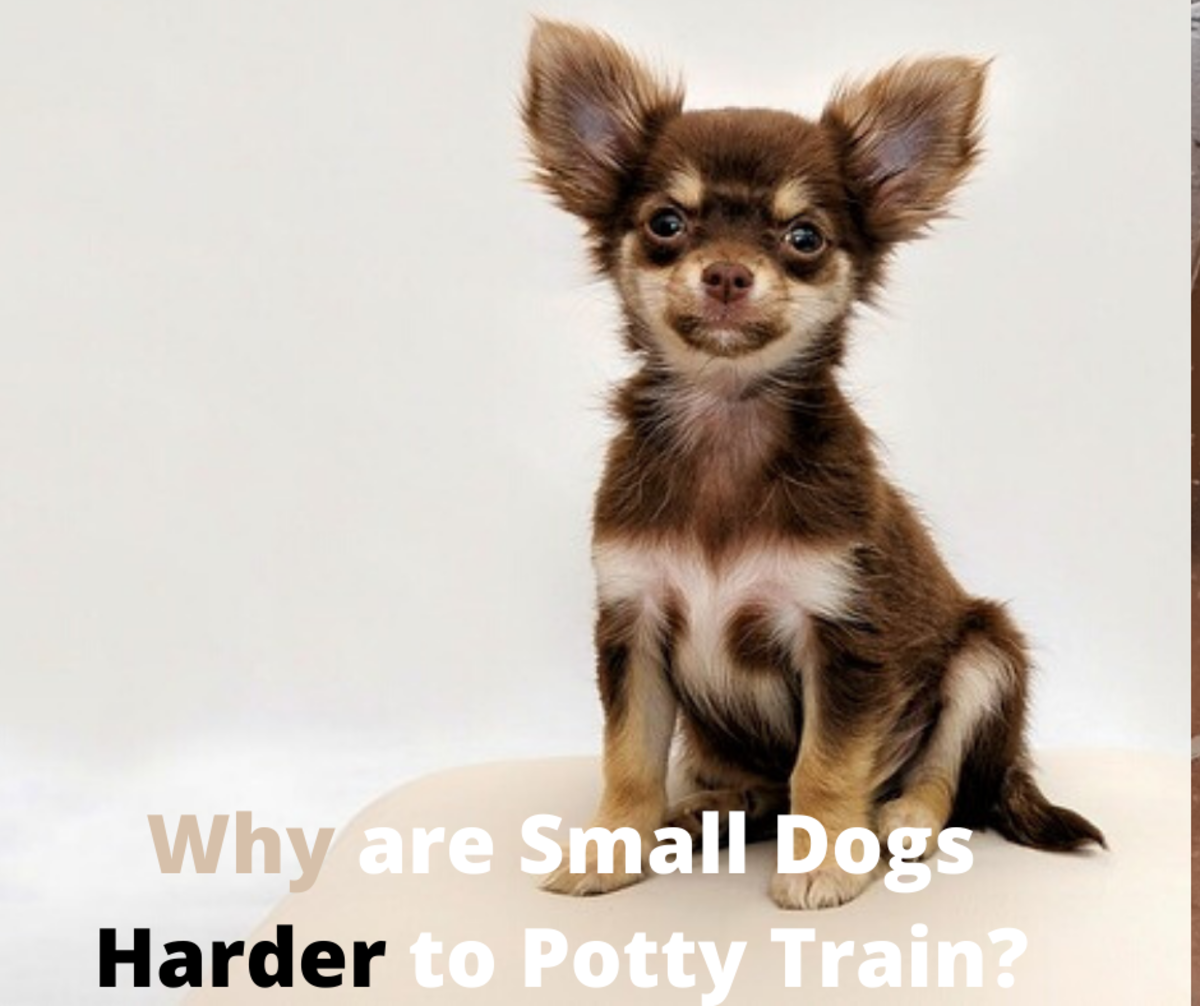 potty training small dogs