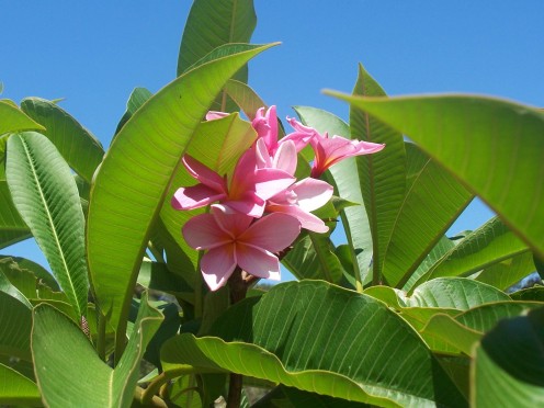 Frangipani | HubPages