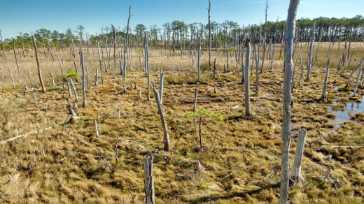 Ghost Forest, Robbins, Maryland