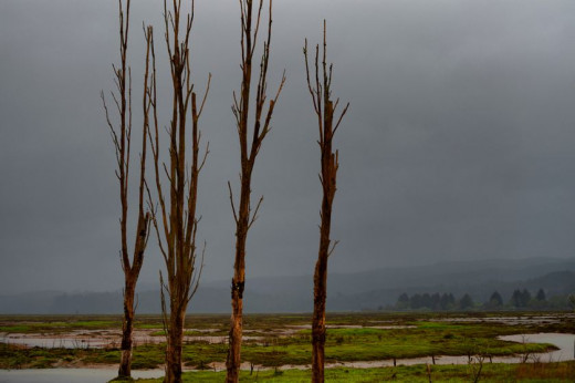 Copalis River Ghost Forest