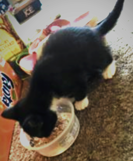 As a Kitten she was always hungry!