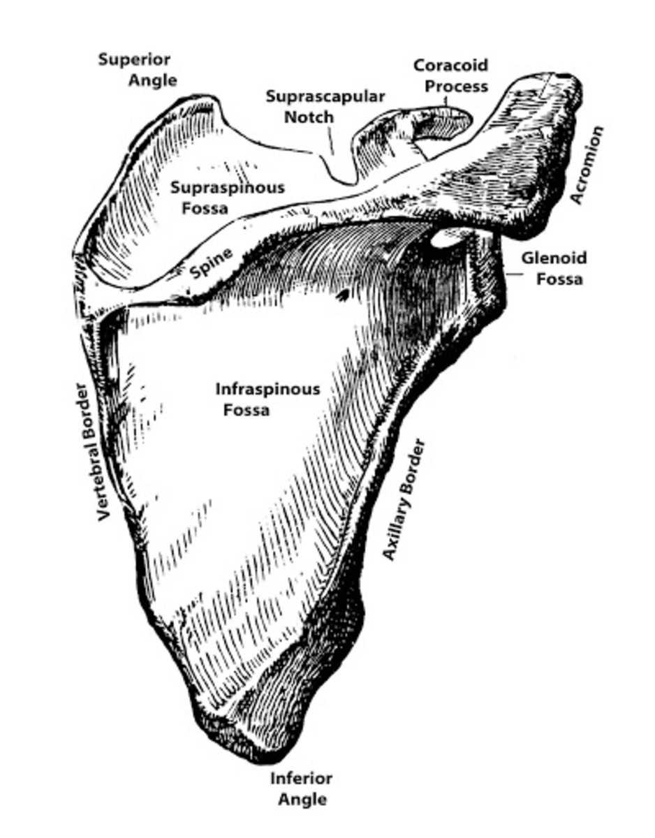 Anatomy of the Scapula | Owlcation