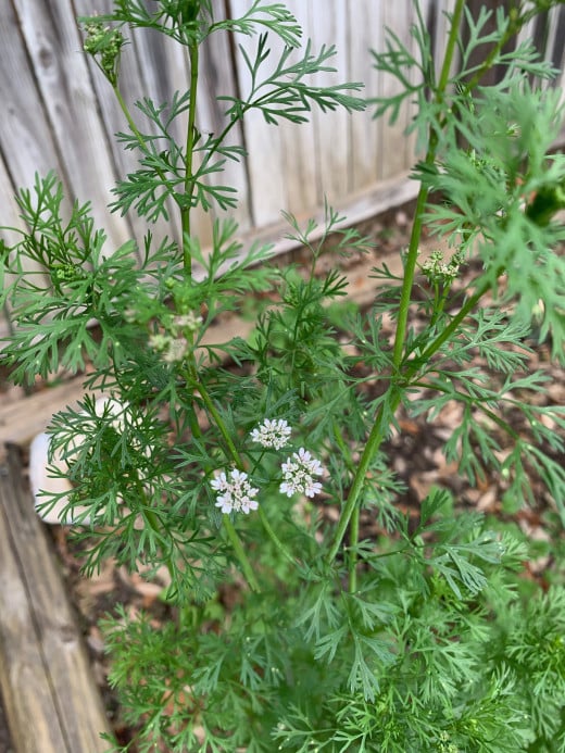 cilantro plant flowering in preparation of "going to seed"
