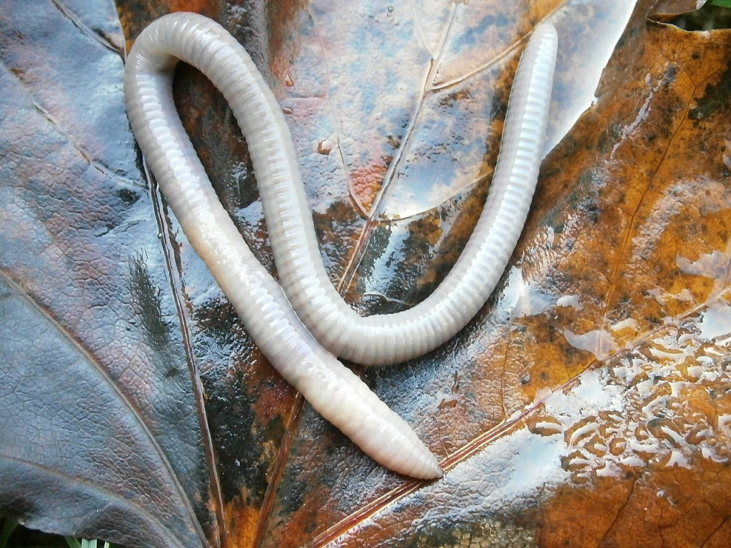 Overview of Earthworm Anatomy | HubPages