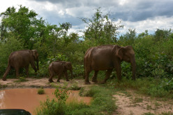 Wildlife Safari - Udwalawa National Park, Sri Lanka